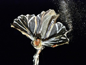 Eröffnung Lichtermarkt 2023